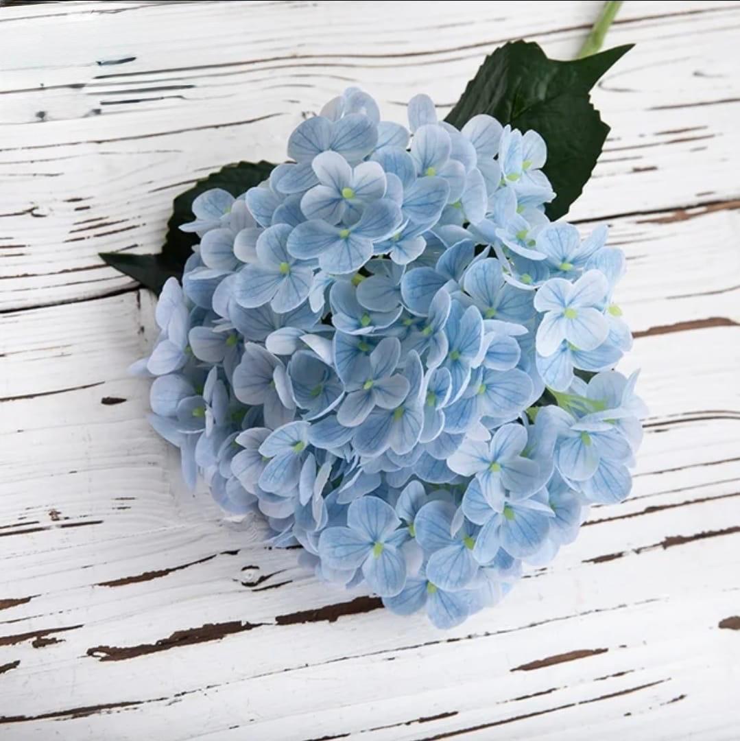 Hydrangea blue